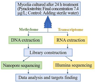 The fungicide pyraclostrobin affects gene expression by altering the DNA methylation pattern in Magnaporthe oryzae